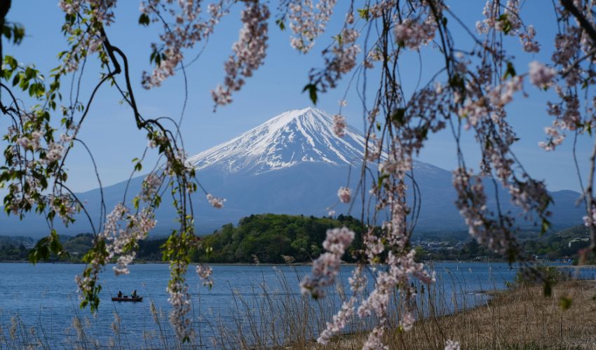 Snow-capped Mount Fuji centered behind a frame of blooming pink cherry blossoms under a clear blue sky