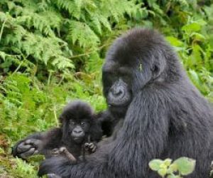 Luxury Safari Uganda