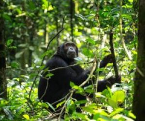 Chimpanzee trekking Uganda