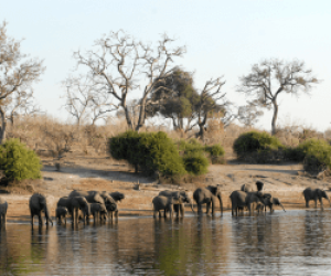 Botswana Luxury Safari