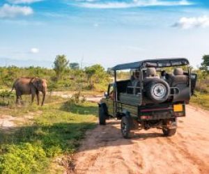Safari at Mikumi Africa
